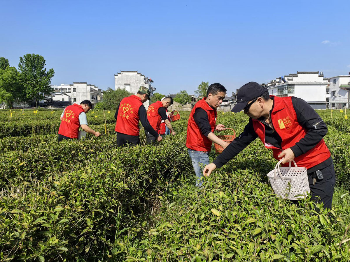 昱城產(chǎn)投公司黨支部開(kāi)展“茶香潤(rùn)初心，黨旗映茶園”主題黨日活動(dòng)