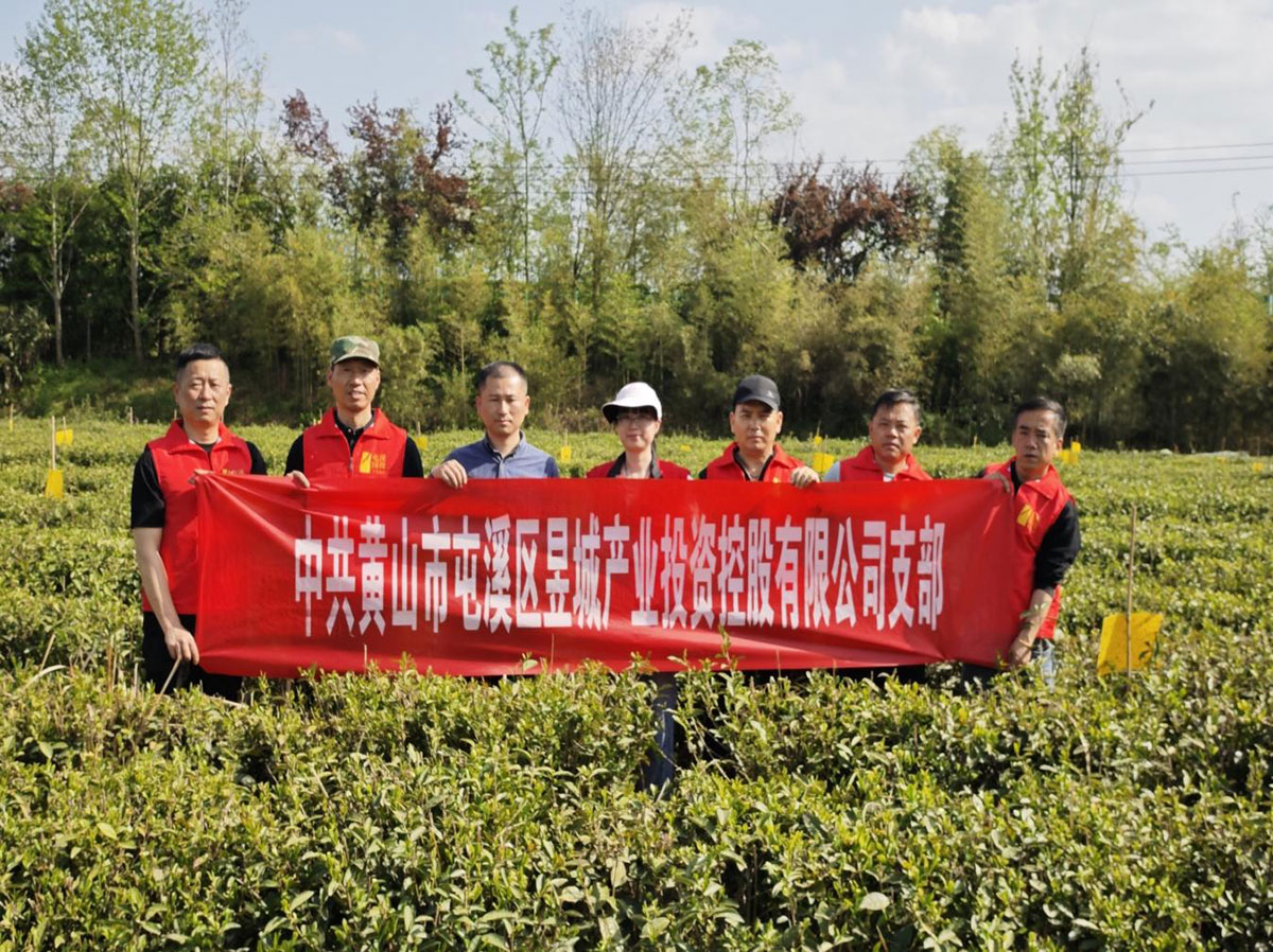 昱城產(chǎn)投公司黨支部開(kāi)展“茶香潤(rùn)初心，黨旗映茶園”主題黨日活動(dòng)