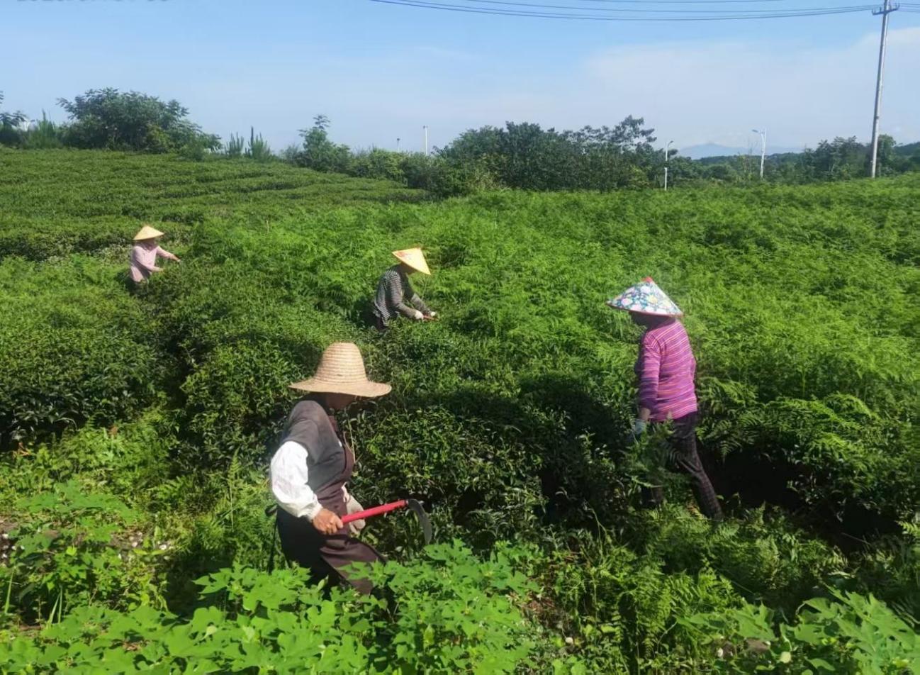 屯溪實驗茶場加強夏季茶園管護 賦能茶產(chǎn)業(yè)提質增效