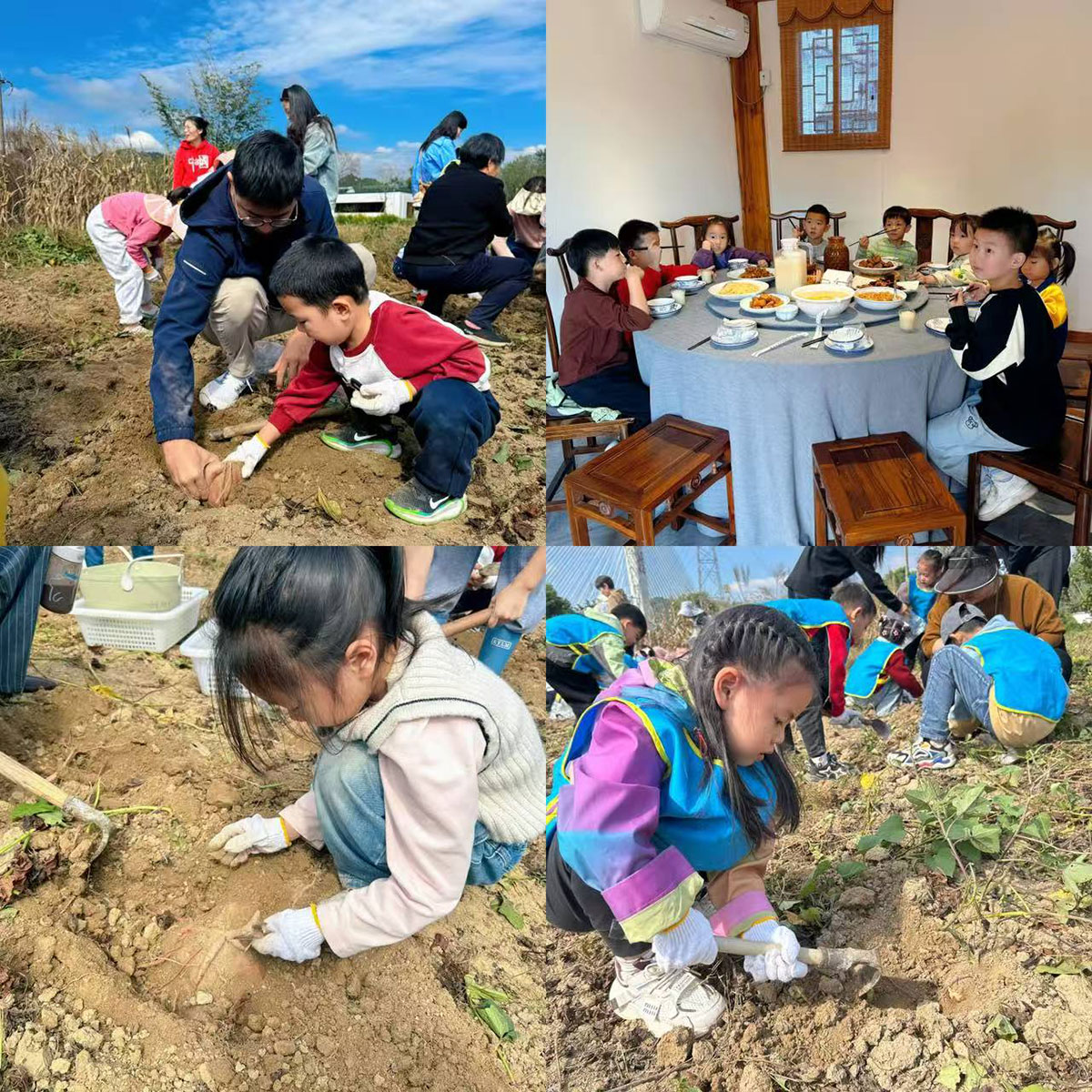 南溪南村：以薯為媒繪新景，活動賦能興鄉(xiāng)村